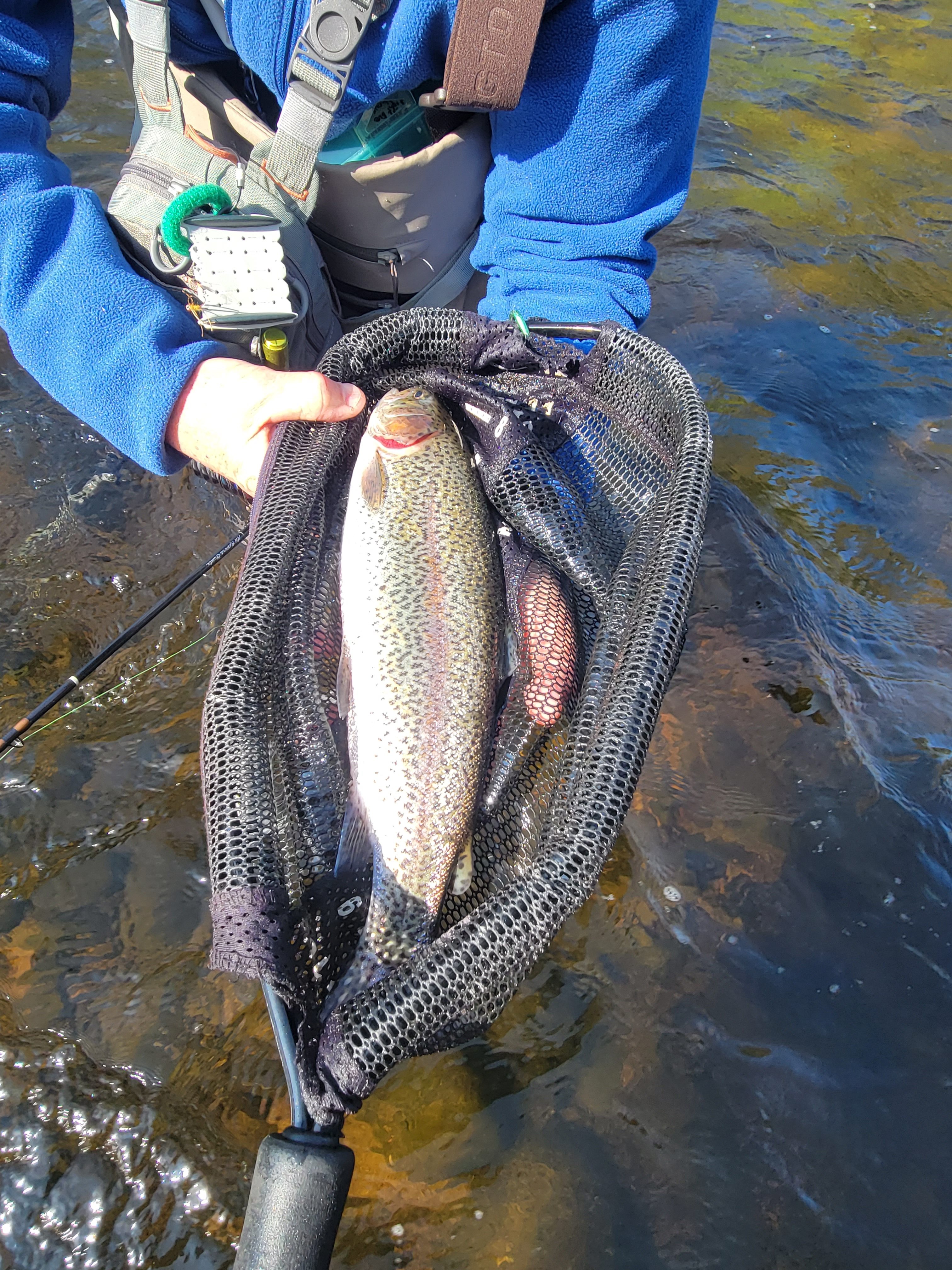 NH rainbow trout fly fishing