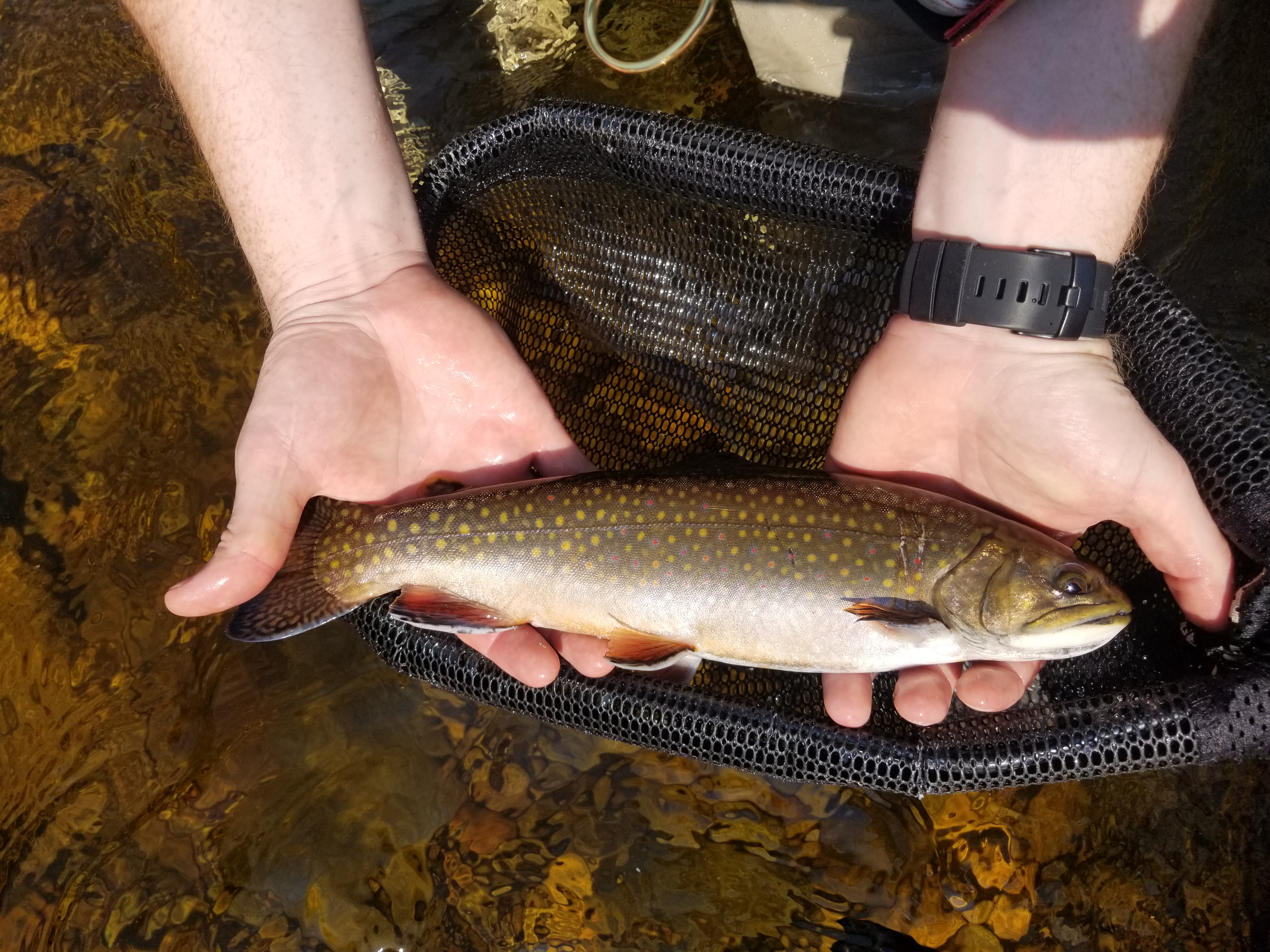 NH brook trout