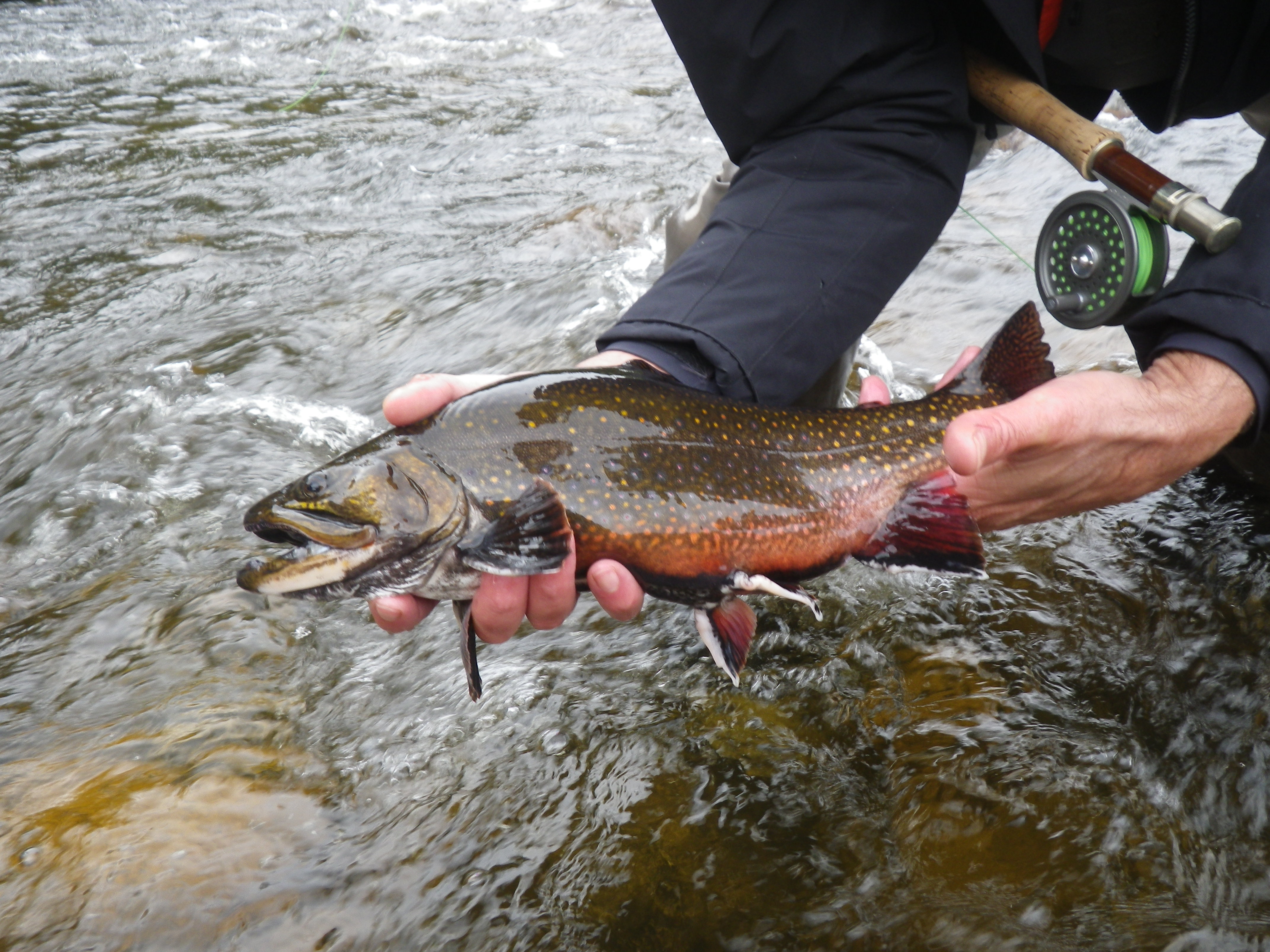  Large NH brook trout