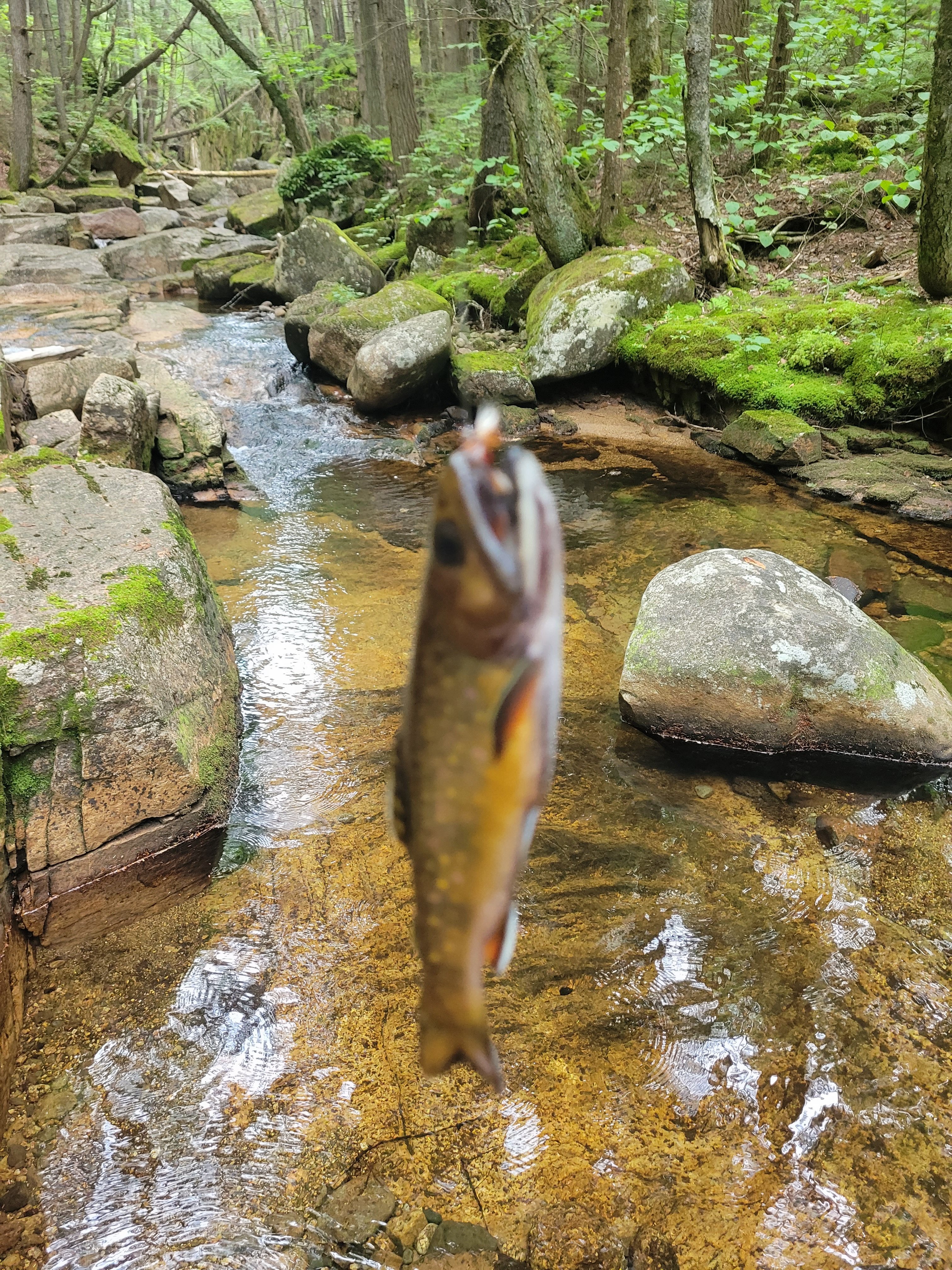 White Mountain National Forest brook trout